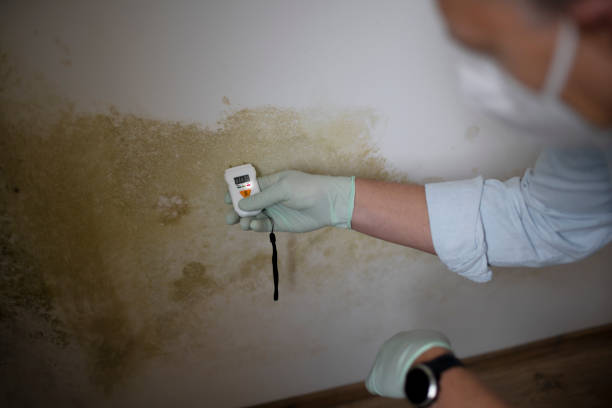 Mold Odor Removal Services in Aromas, CA